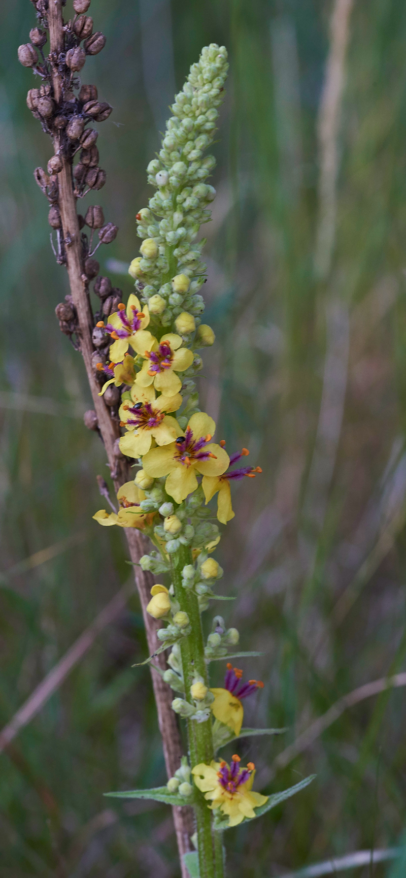 DarkMullein260617-2