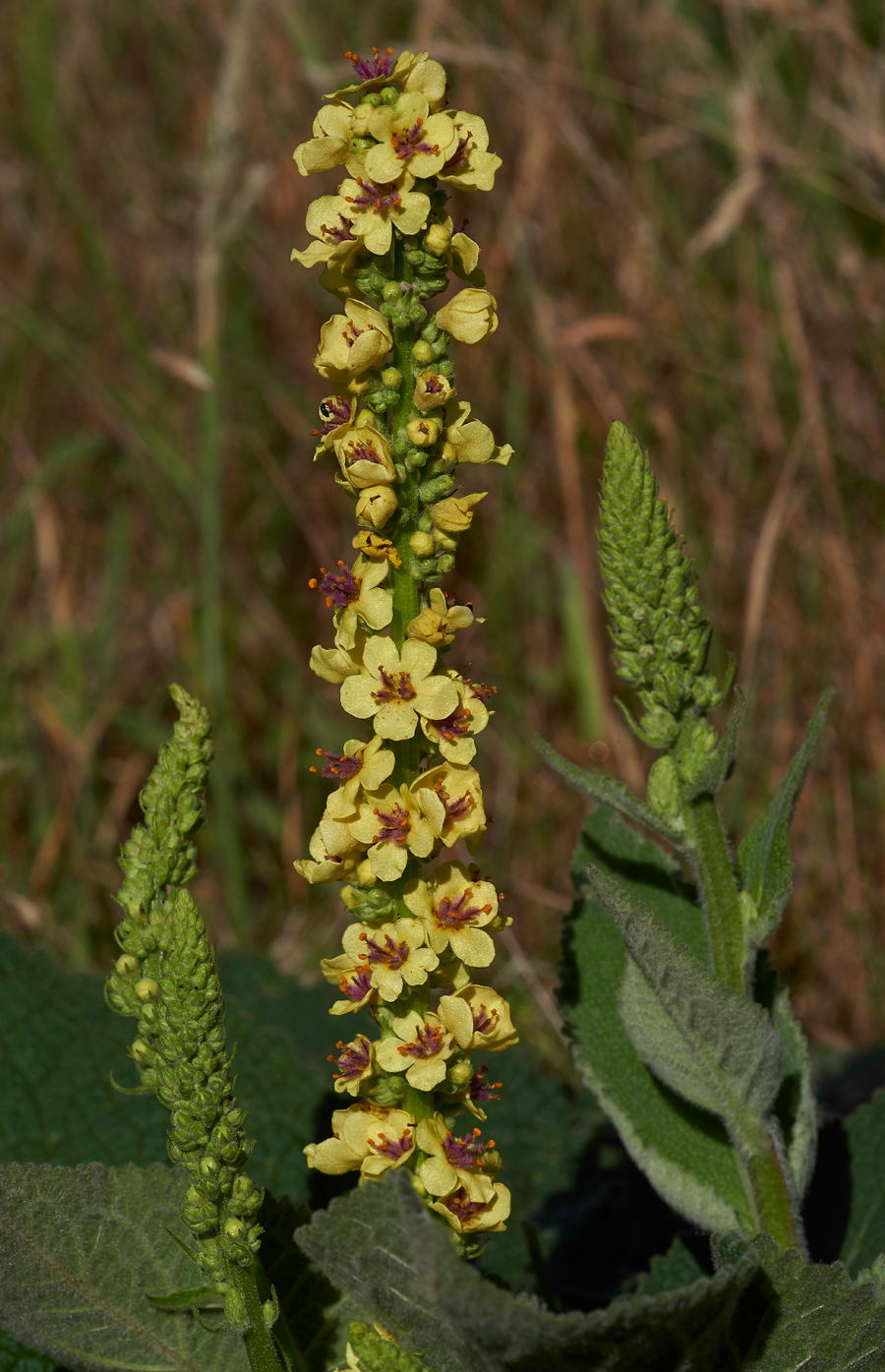 DarkMullein260617-3