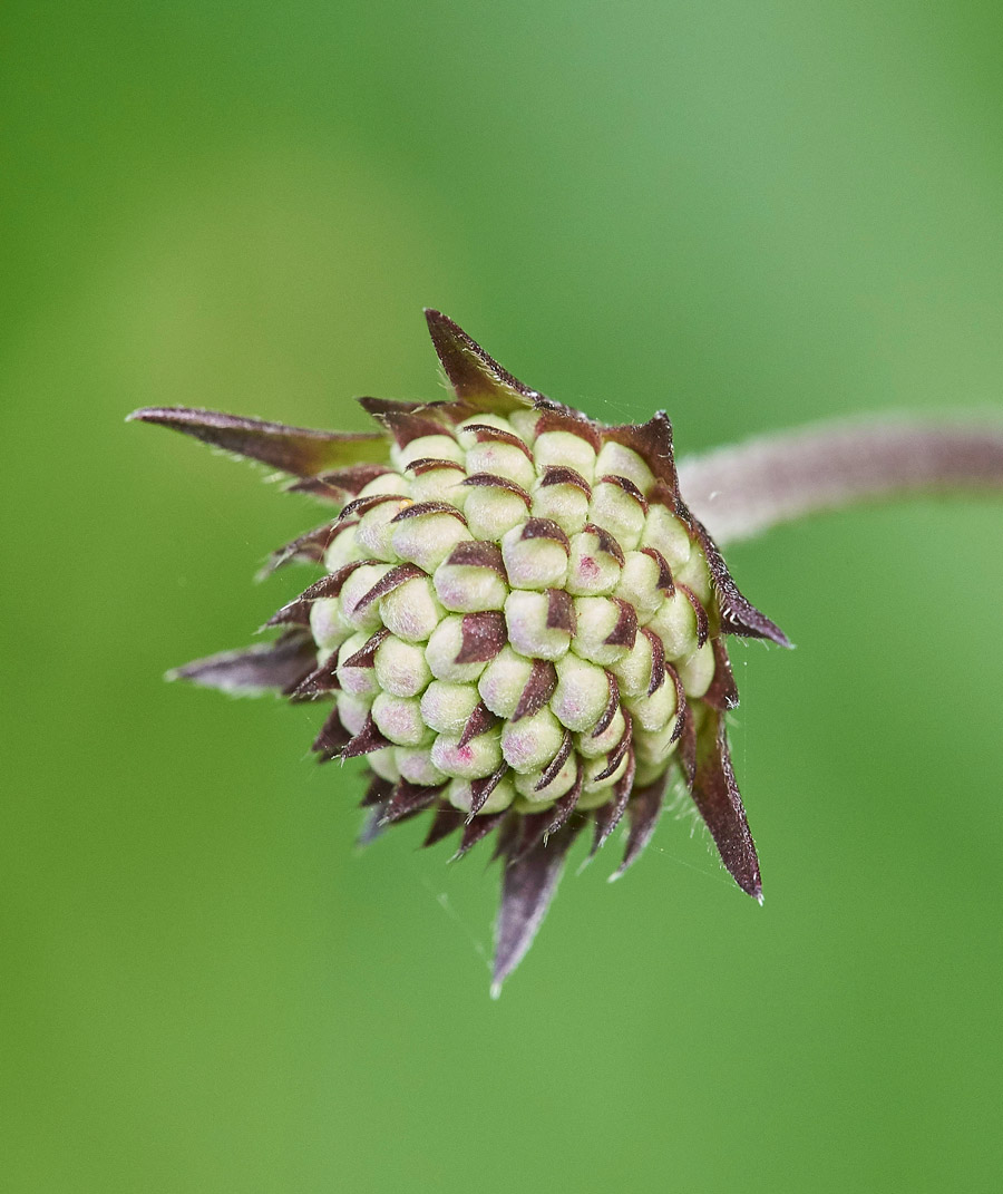 Devil&#39;sBitScabious230817-1