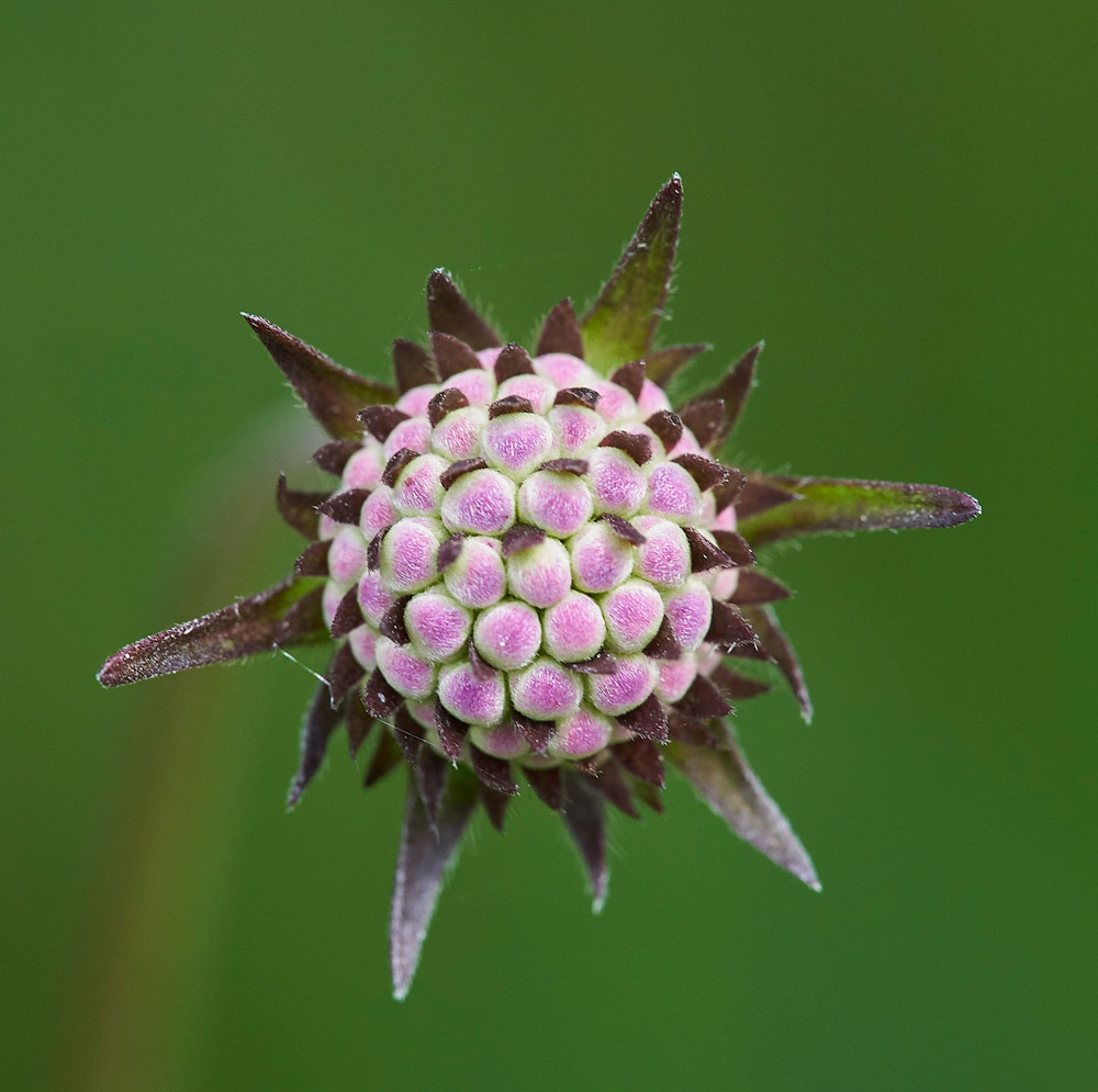 Devil&#39;sBitScabious230817-2