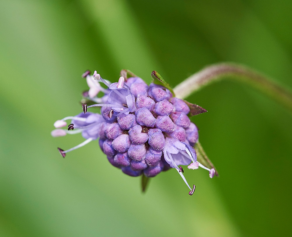 Devil&#39;sBitScabious230817-3