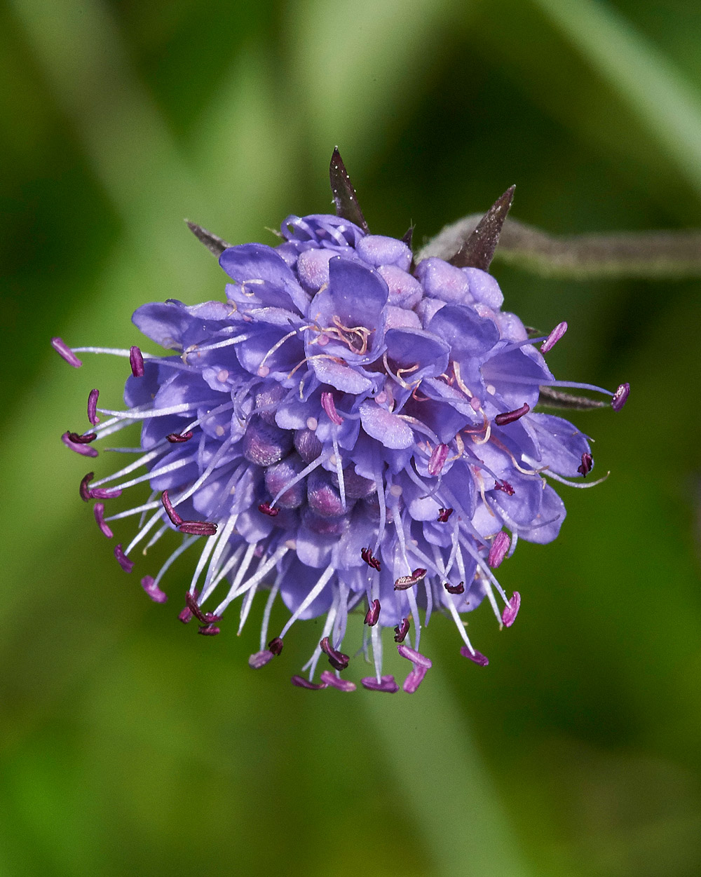 Devil&#39;sBitScabious230817-4