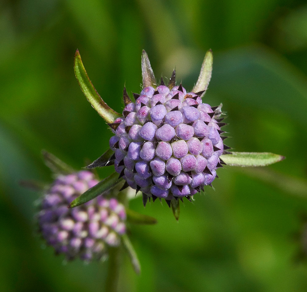 Devil&#39;sBitScabious230817-5