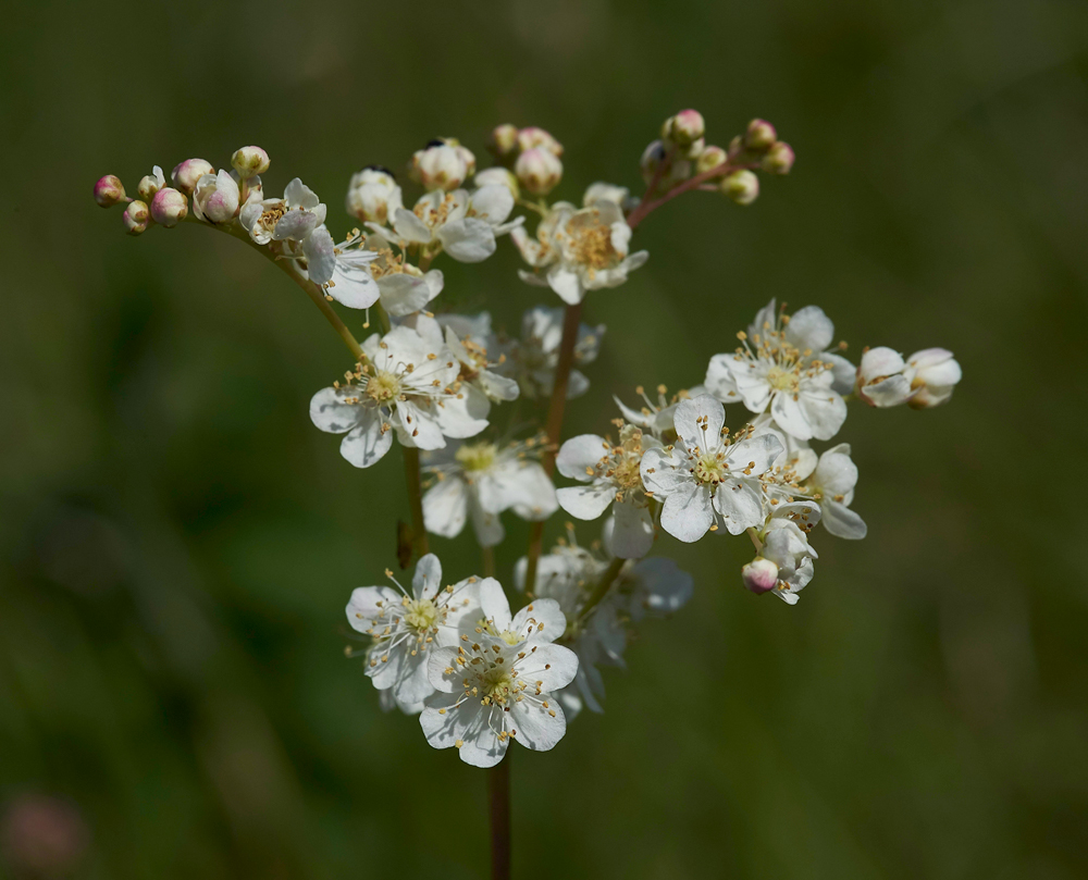 Dropwort260617-1