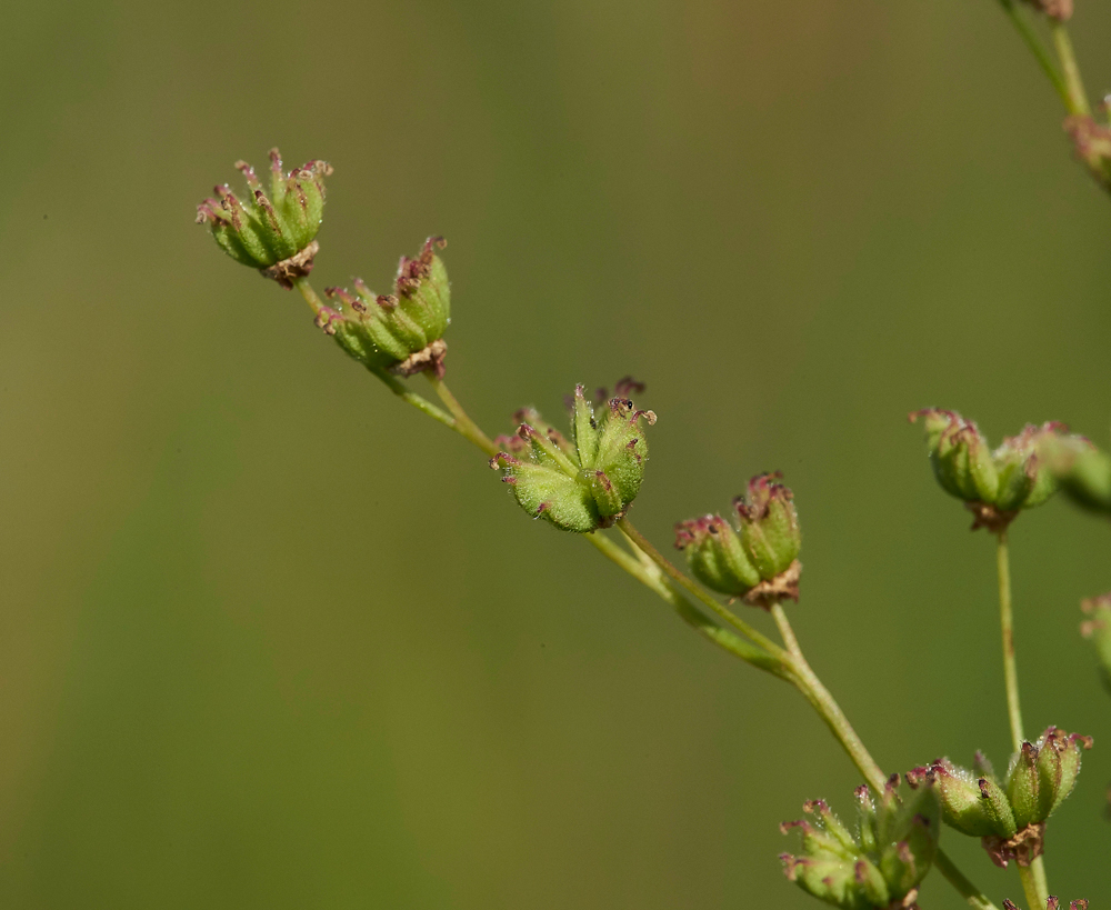 Dropwort260617-3