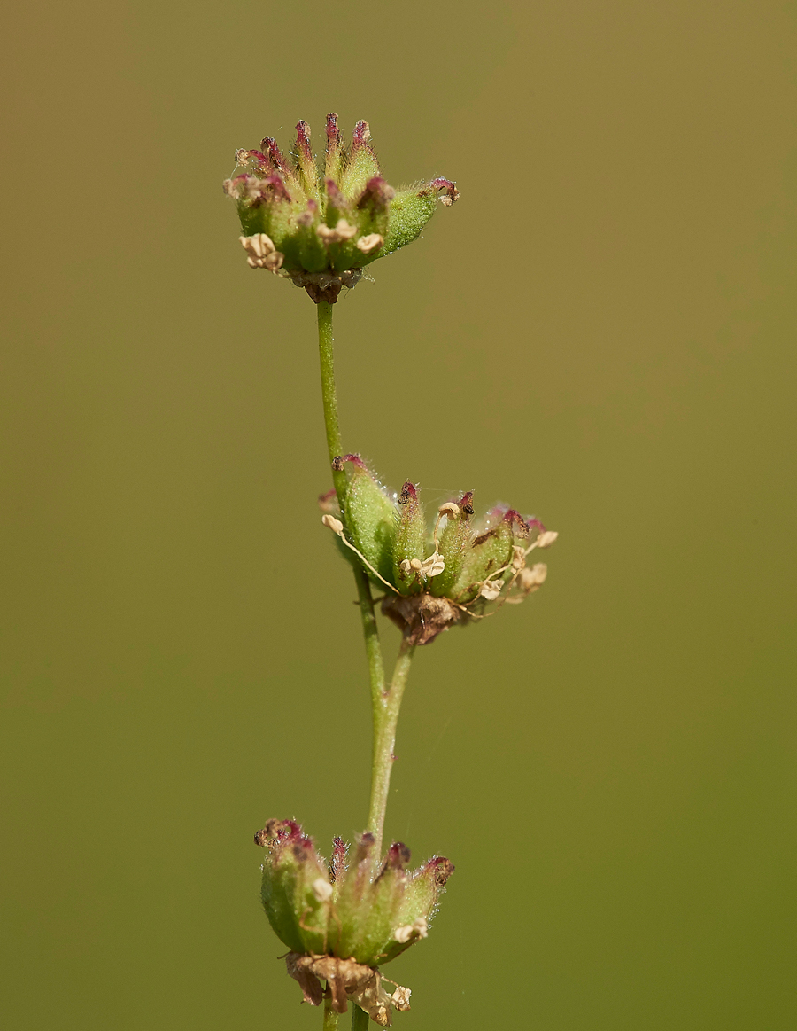 Dropwort260617-4