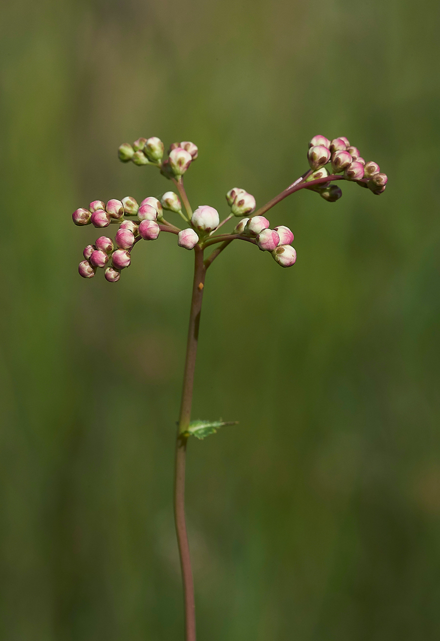 Dropwort260617-5