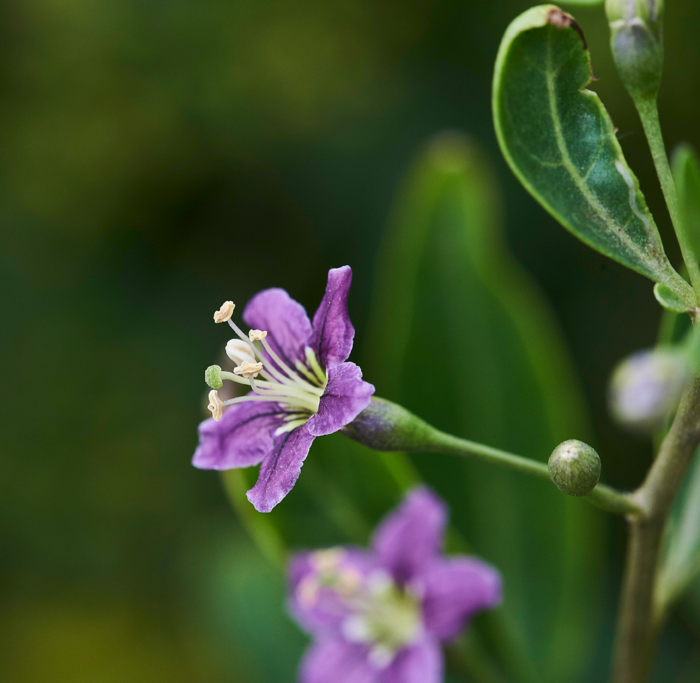 DukeofArgyll&#39;sTeaTree040617-1