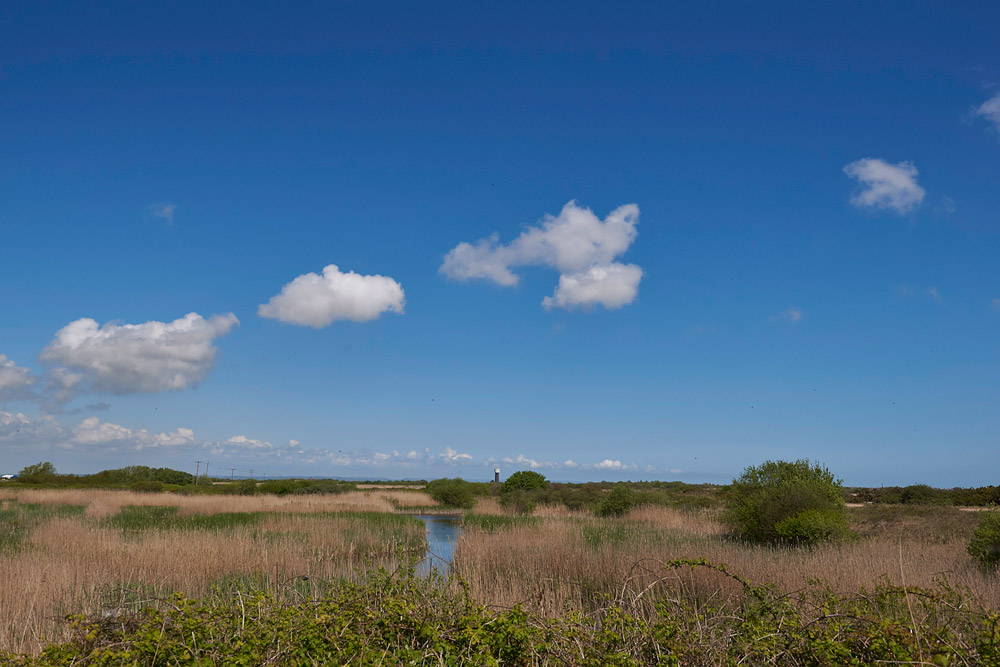 Dungeness3040174