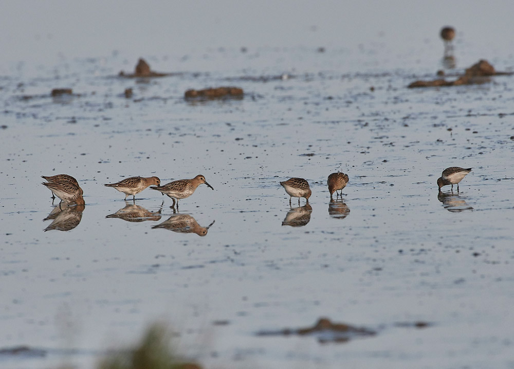 Dunlin210817-1