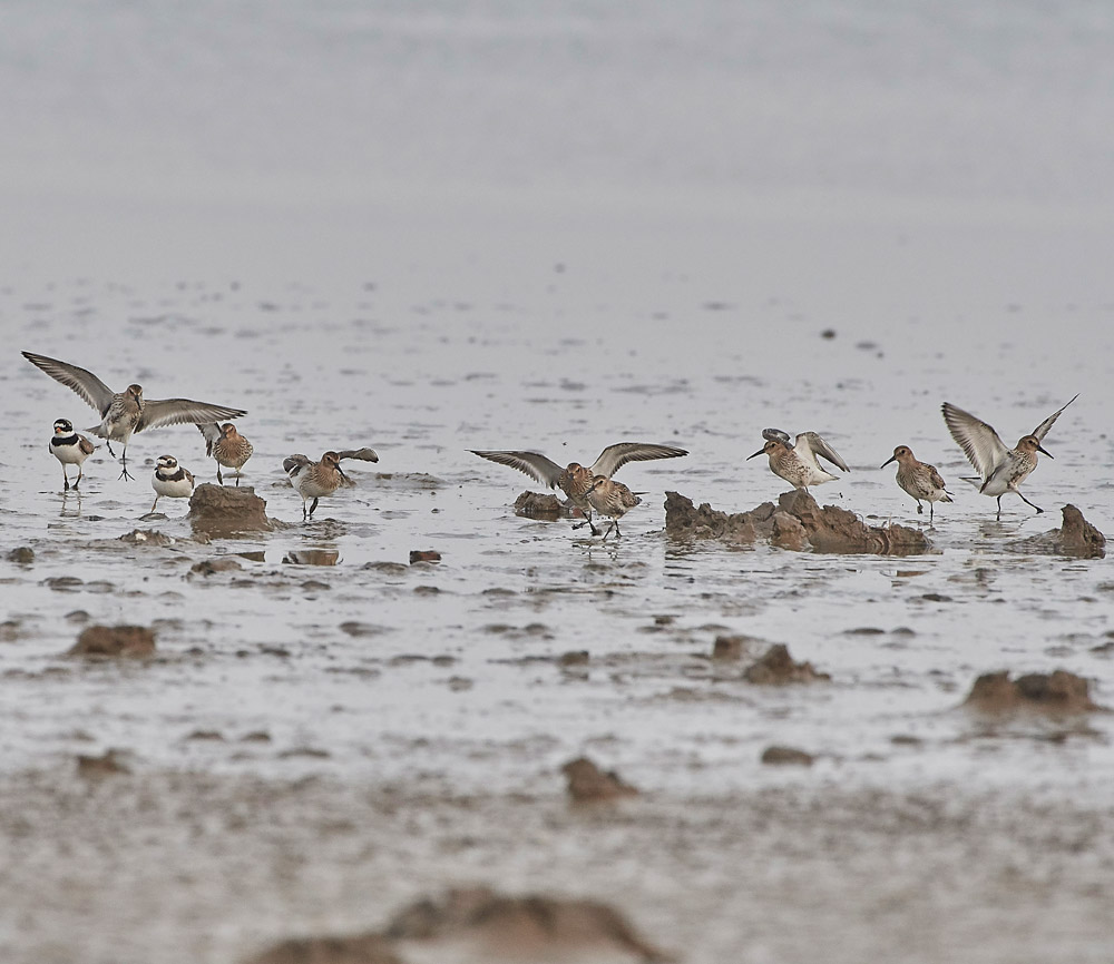 Dunlin230817-1