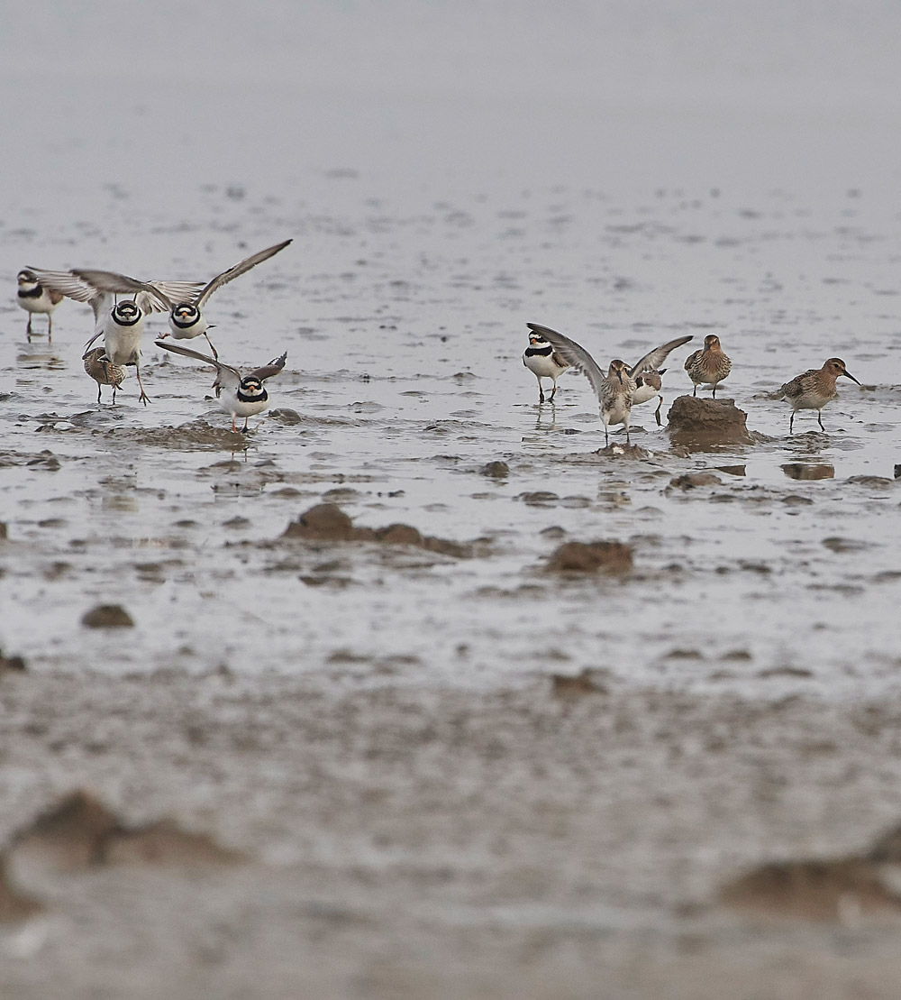 Dunlin230817-2