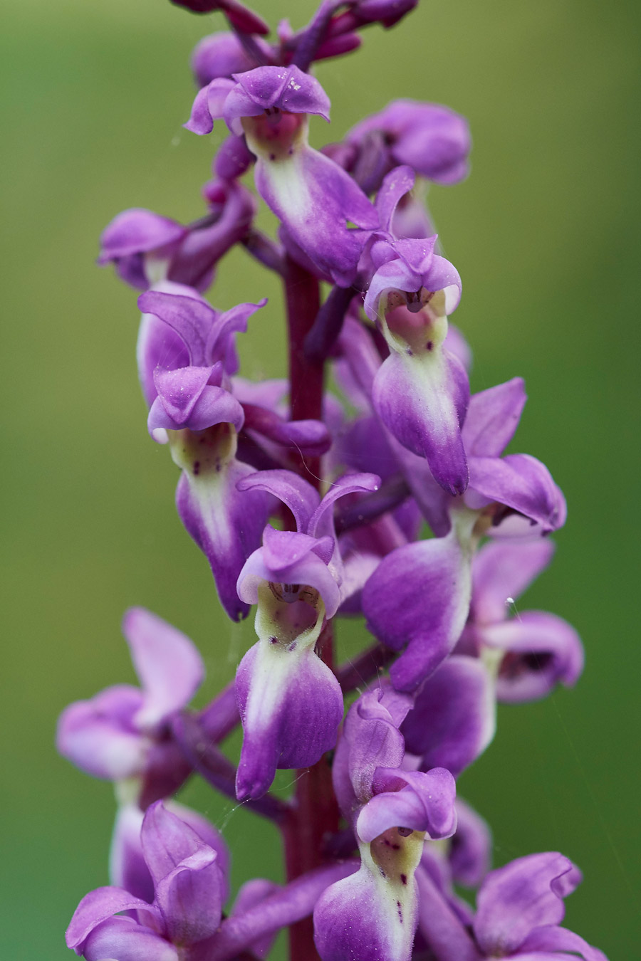 EarlyPurpleOrchid0705171