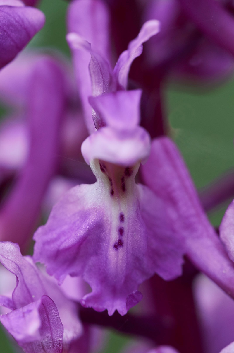 EarlyPurpleOrchid07051710