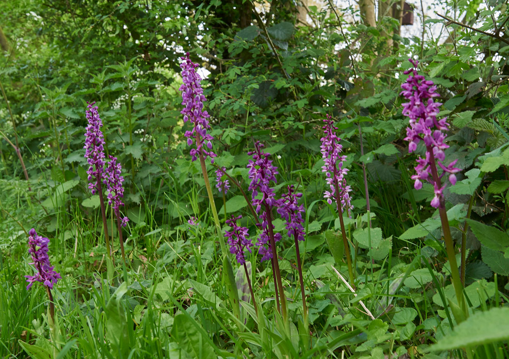 EarlyPurpleOrchid07051711