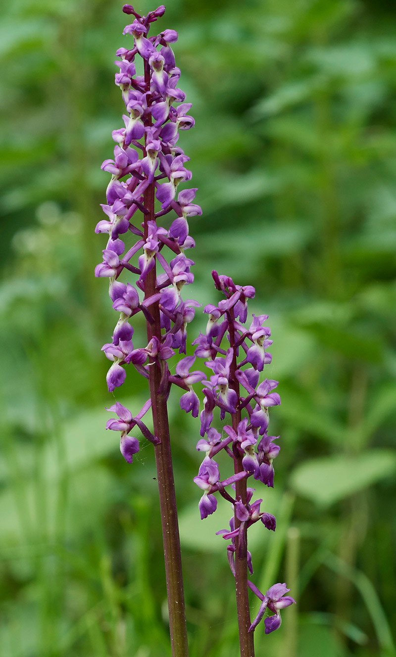 EarlyPurpleOrchid0705172