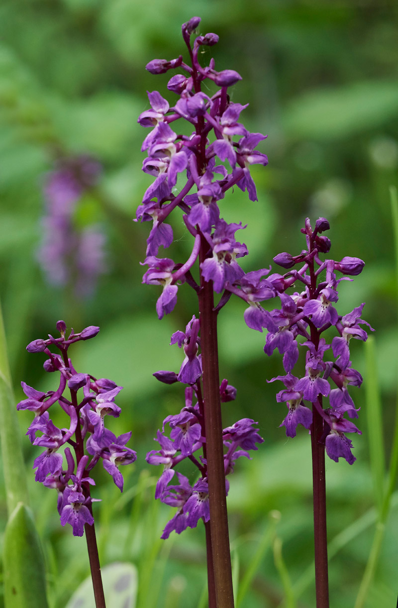 EarlyPurpleOrchid0705173