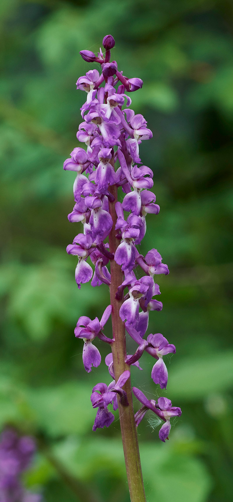 EarlyPurpleOrchid0705176