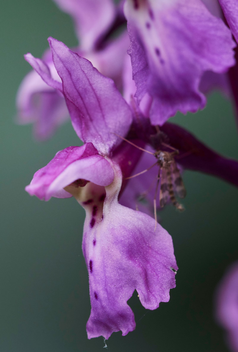 EarlyPurpleOrchid0705177