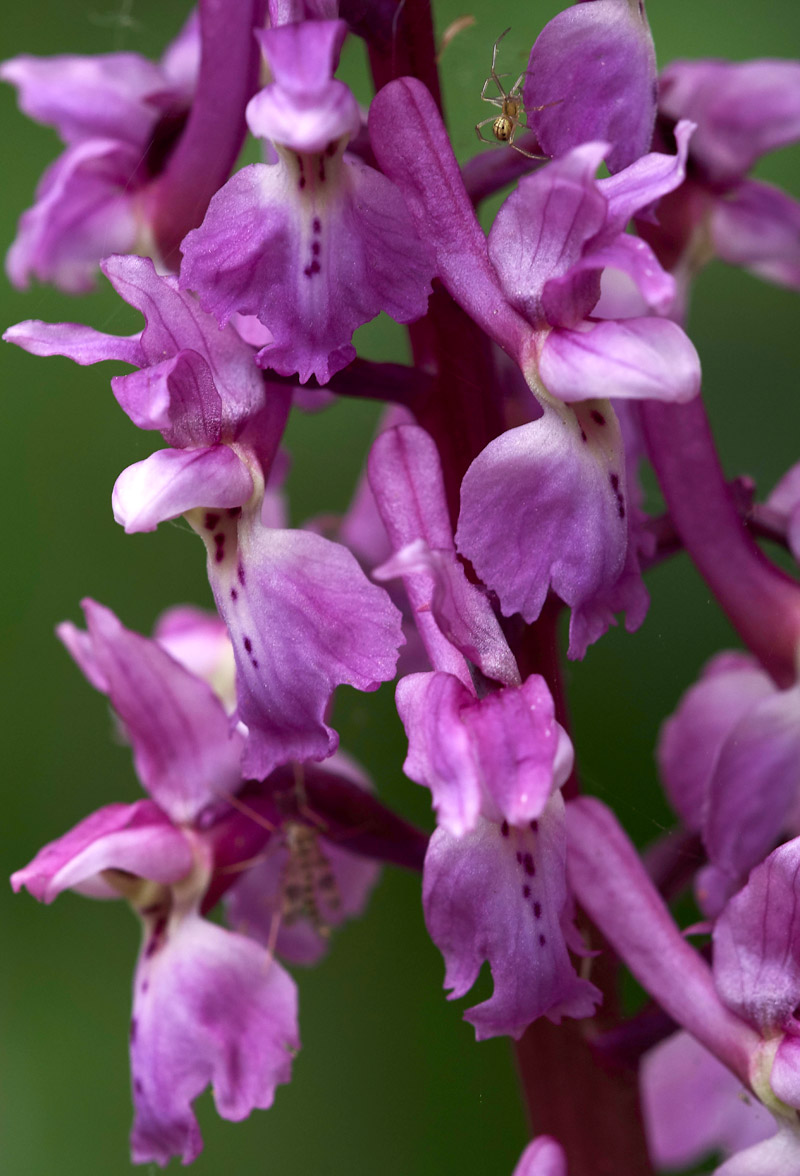 EarlyPurpleOrchid0705178