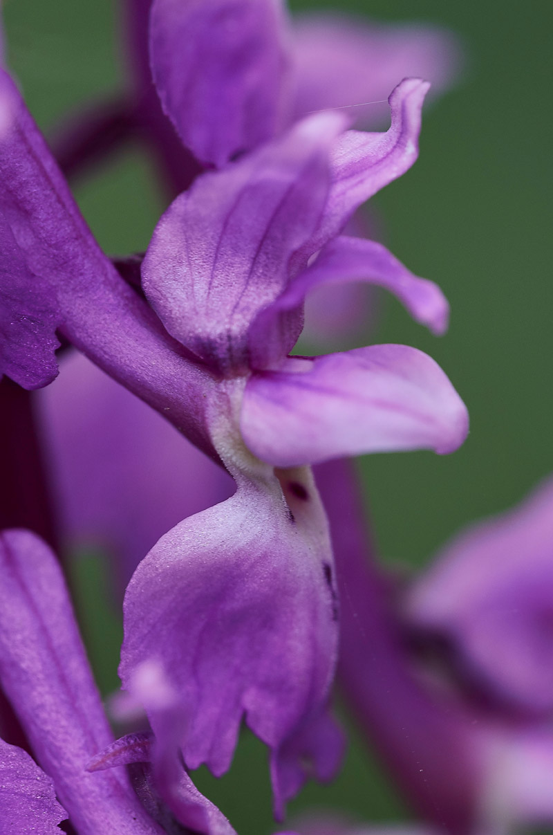 EarlyPurpleOrchid0705179