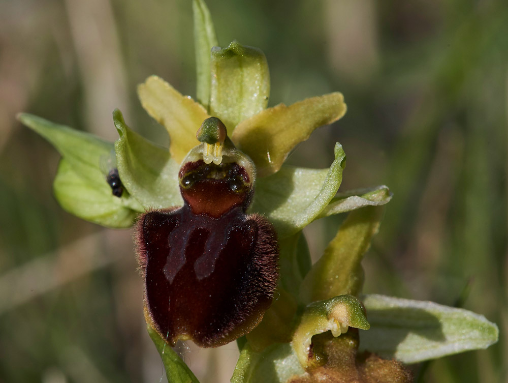 EarlySpiderOrchid3004171