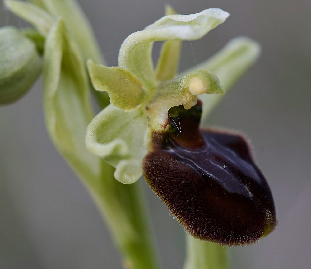 EarlySpiderOrchid30041710