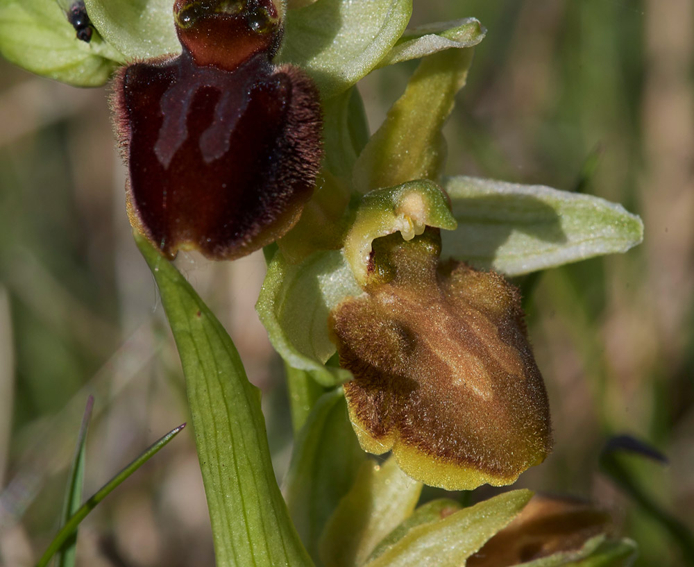 EarlySpiderOrchid3004172