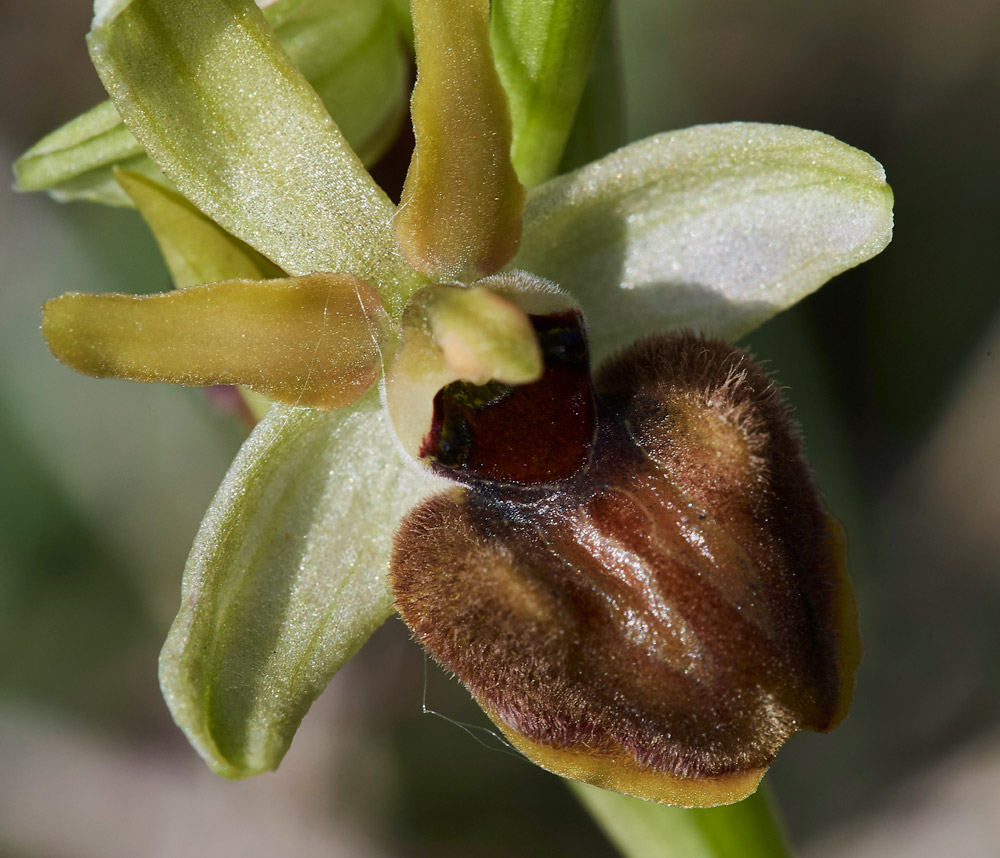 EarlySpiderOrchid3004173