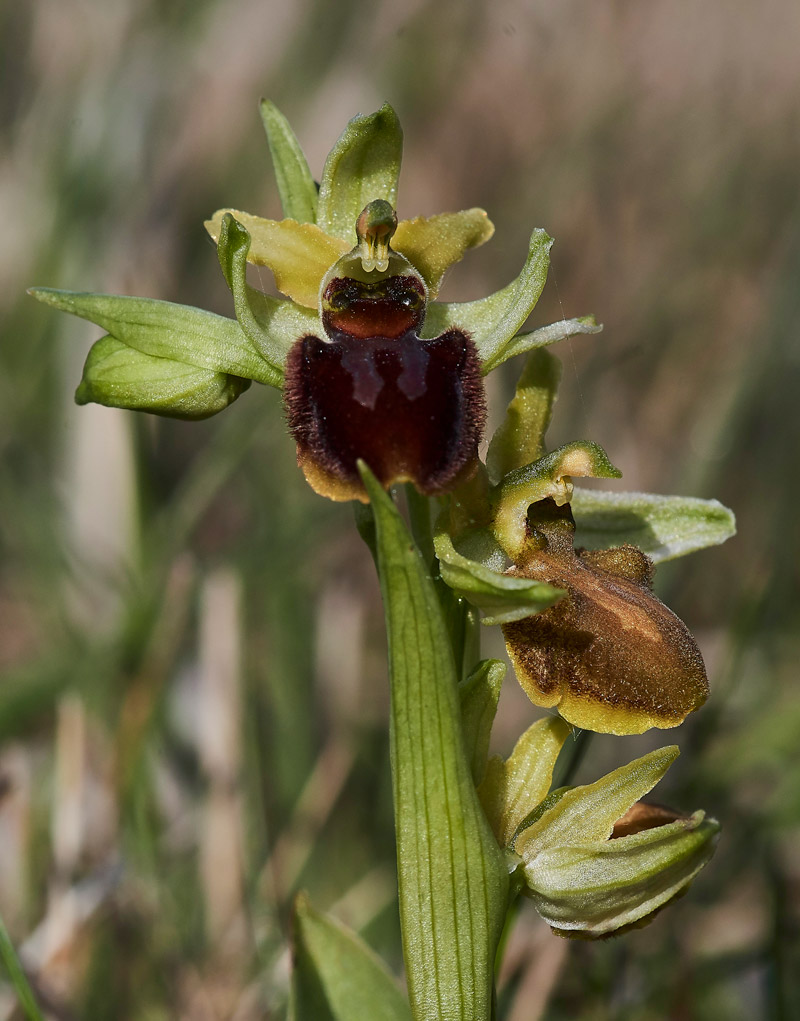 EarlySpiderOrchid3004177