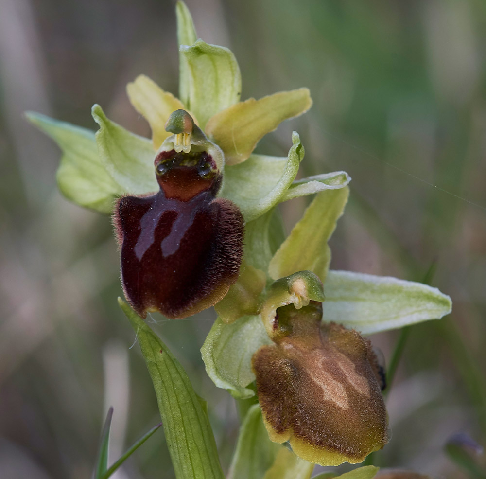 EarlySpiderOrchid3004178