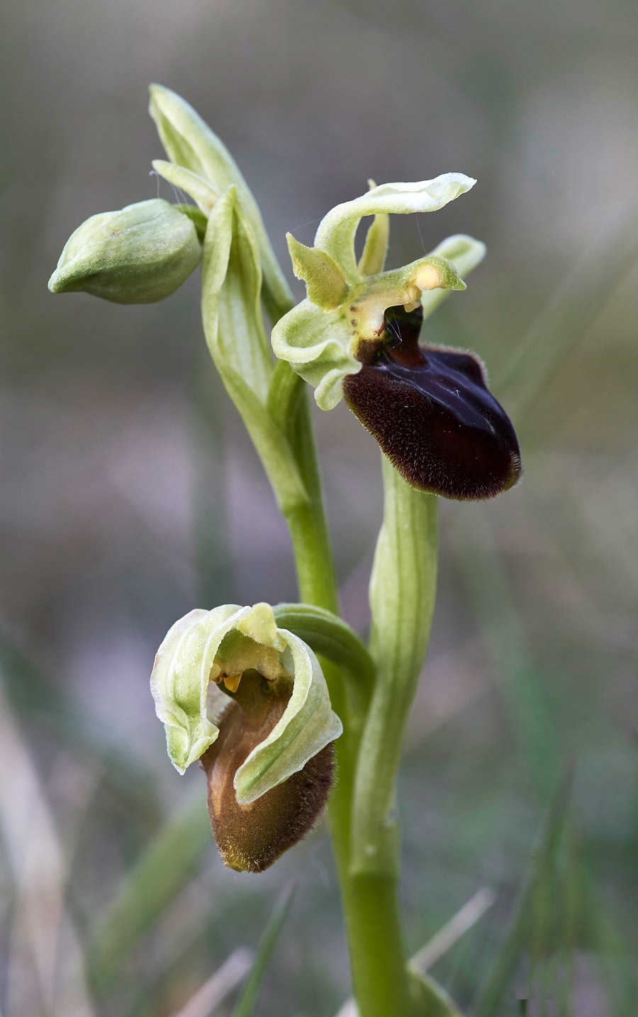 EarlySpiderOrchid3004179