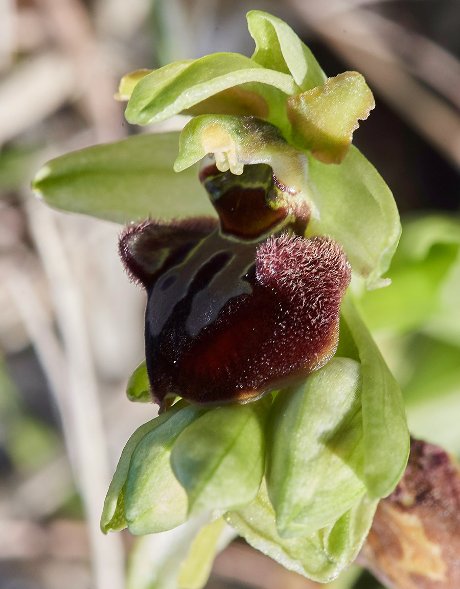 EarlySpiderOrchid3005175