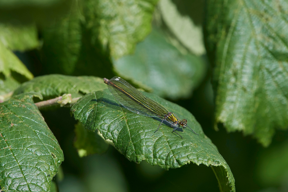 EmeraldDamselfly120717-1