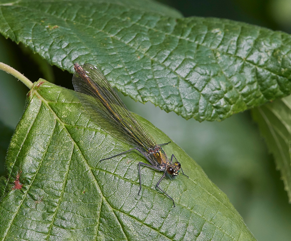 EmeraldDamselfly120717-2