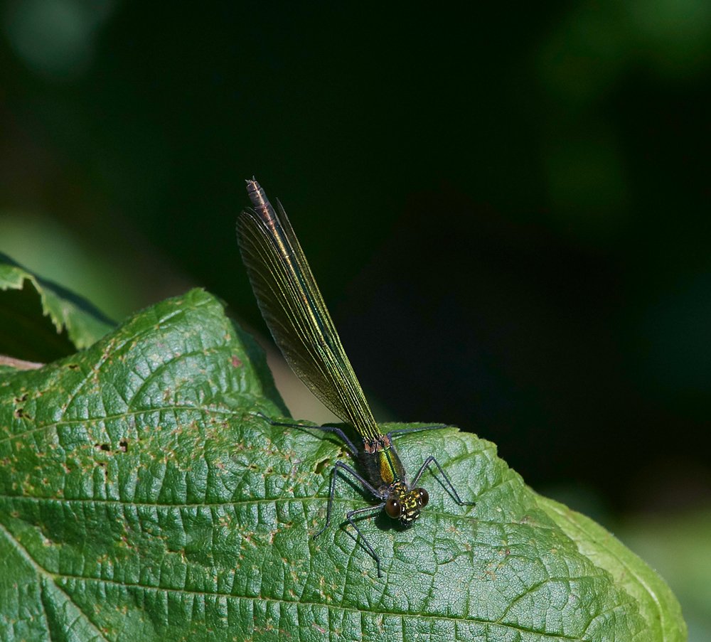 EmeraldDamselfly120717-3