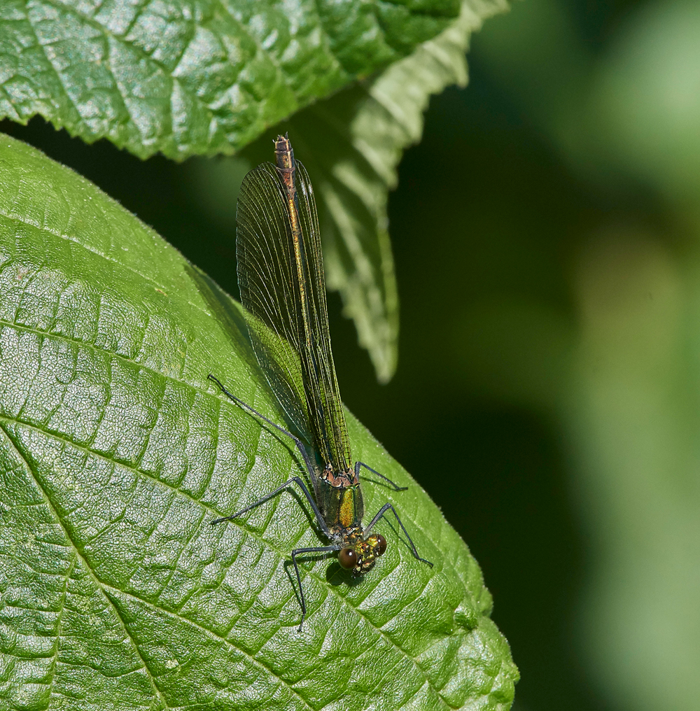 EmeraldDamselfly120717-4