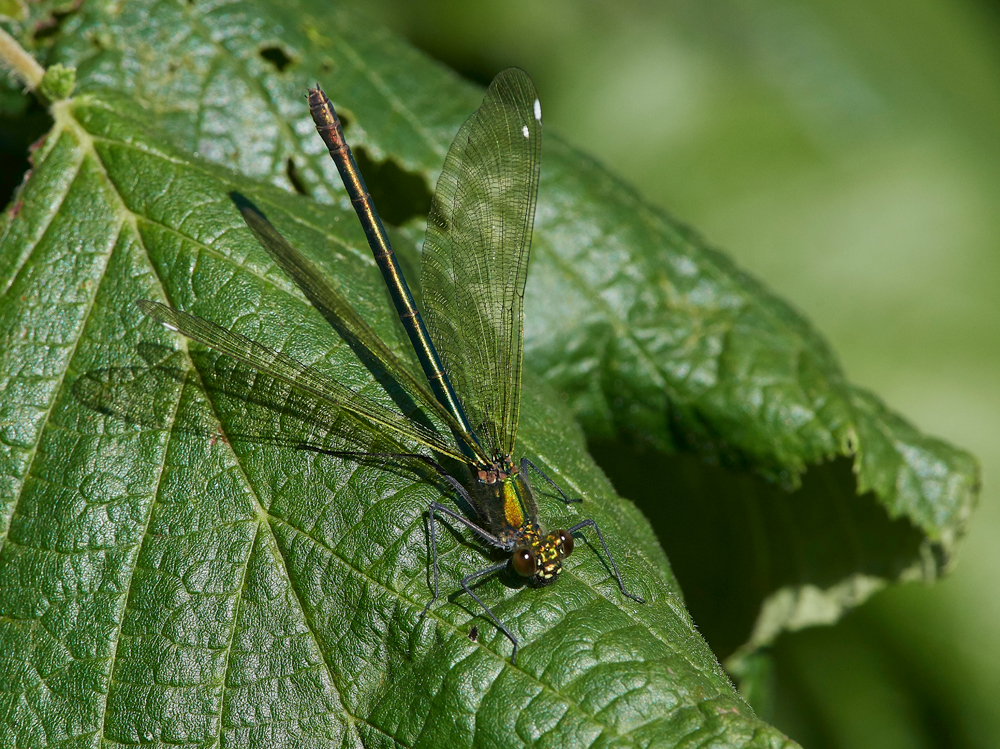 EmeraldDamselfly120717-5