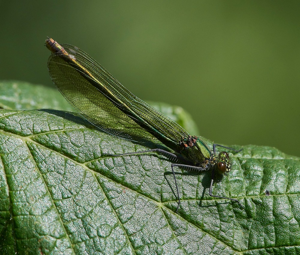 EmeraldDamselfly120717-6