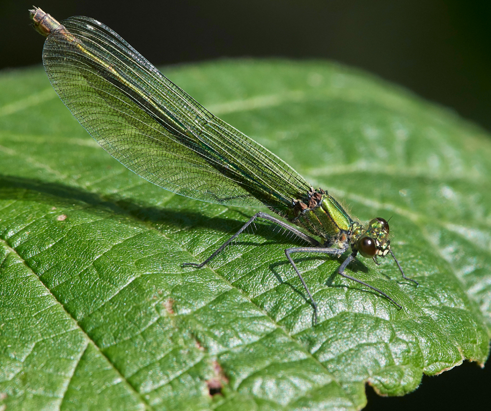 EmeraldDamselfly120717-7