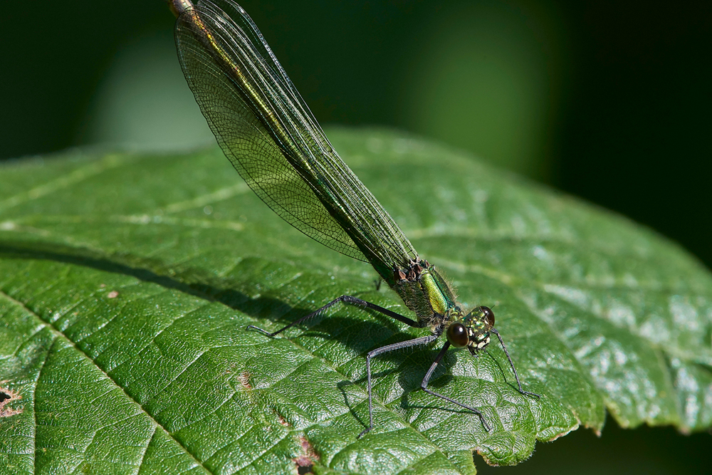 EmeraldDamselfly120717-9