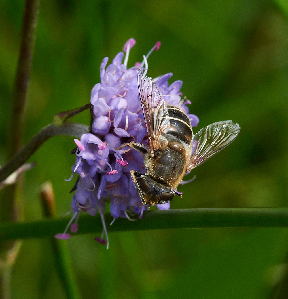 Eristalsispertinax230817-1