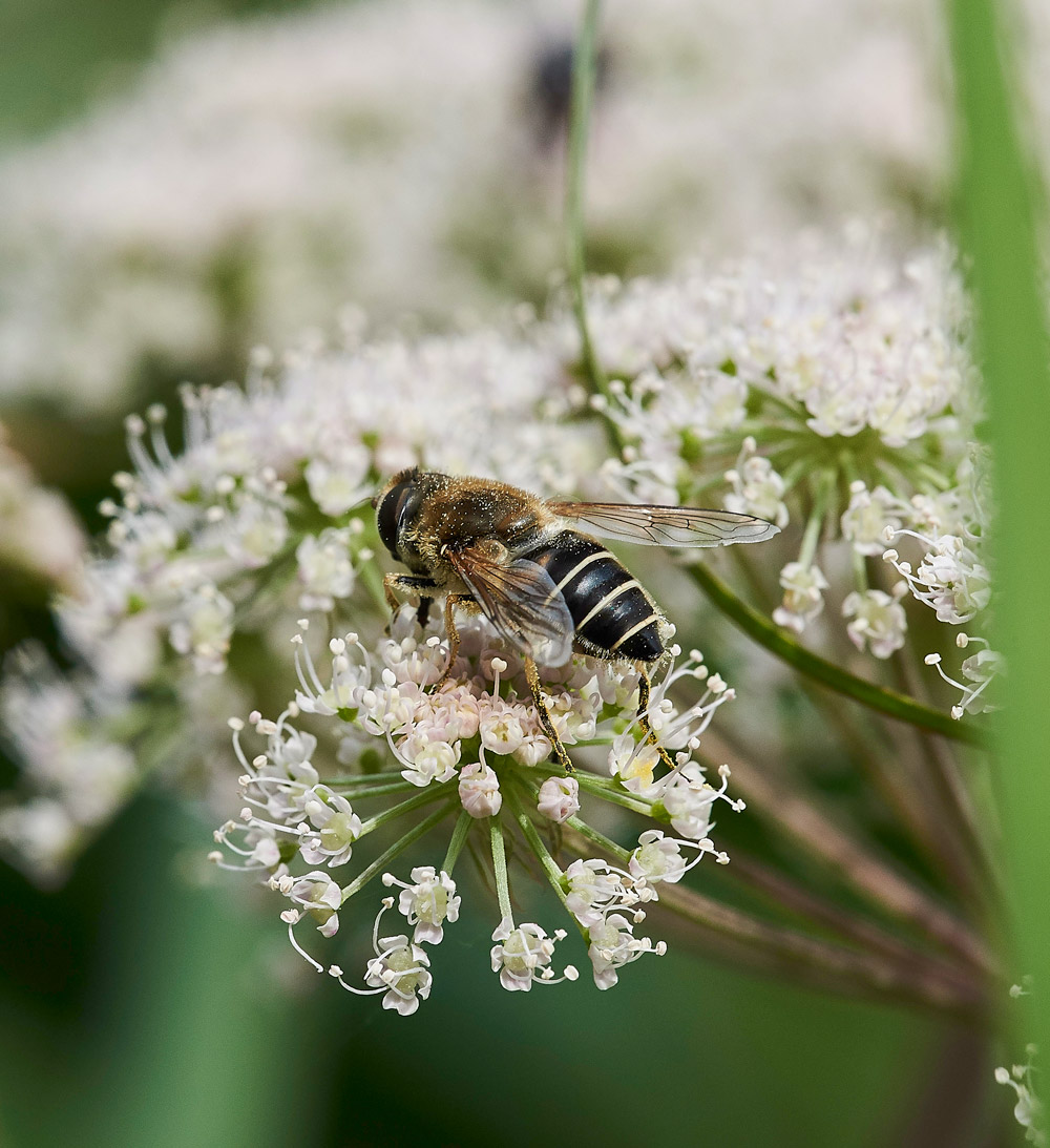 Eristalsispertinax230817-2