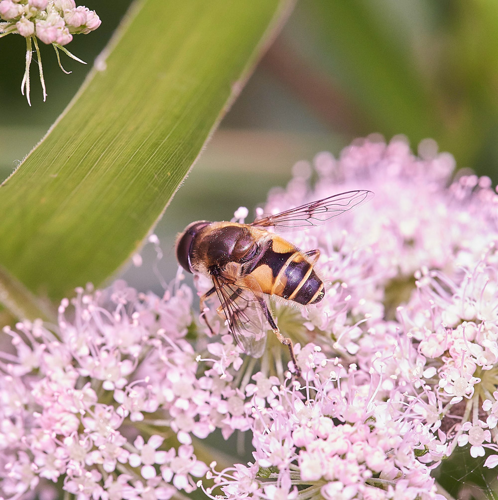 Eristalsistenax230817-1