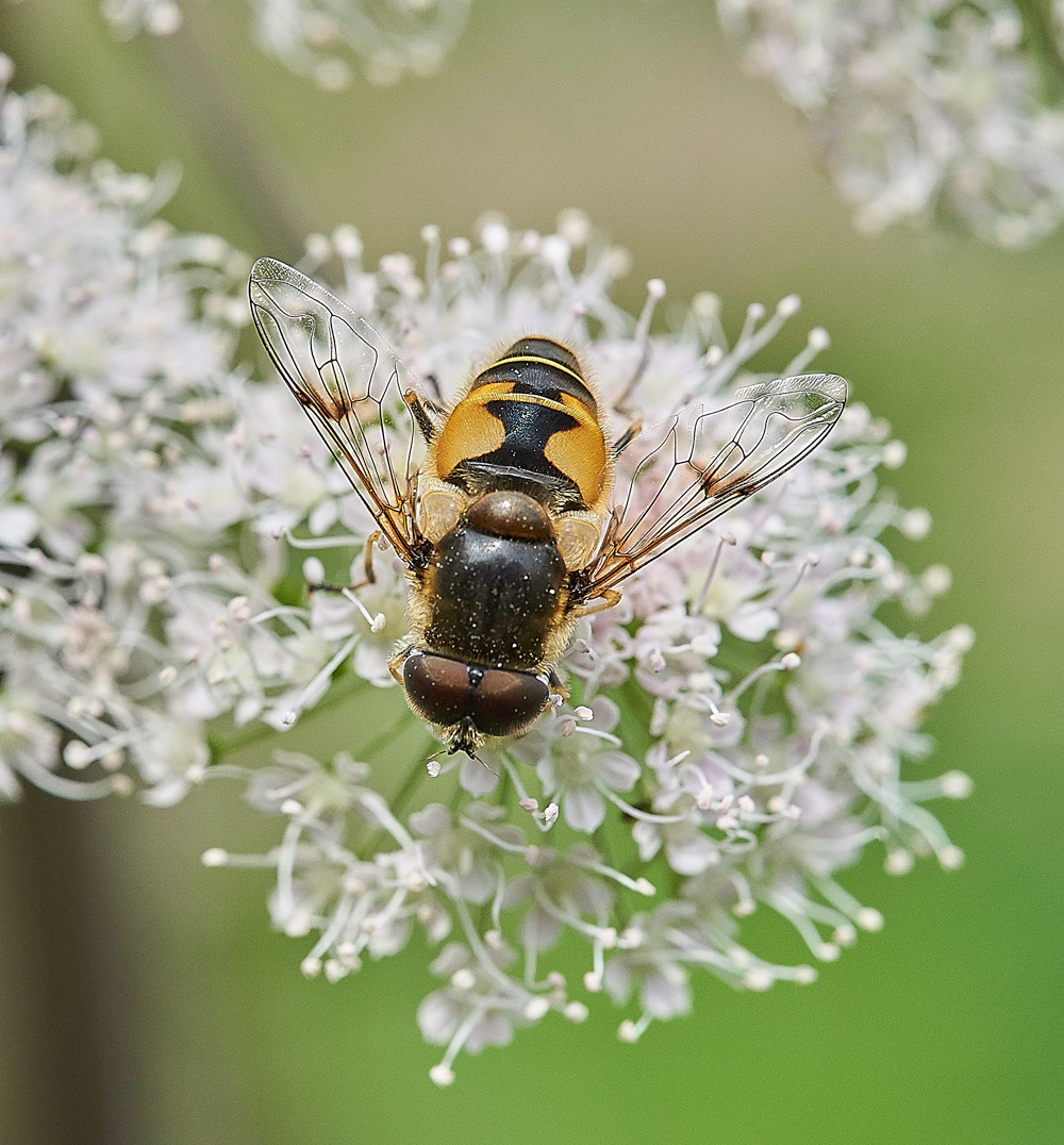 Eristalsistenax230817-3