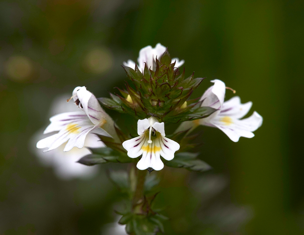 Eyebright230617-2