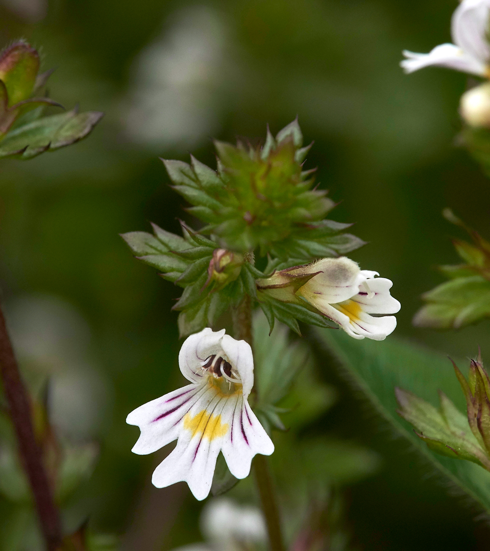 Eyebright230617-3