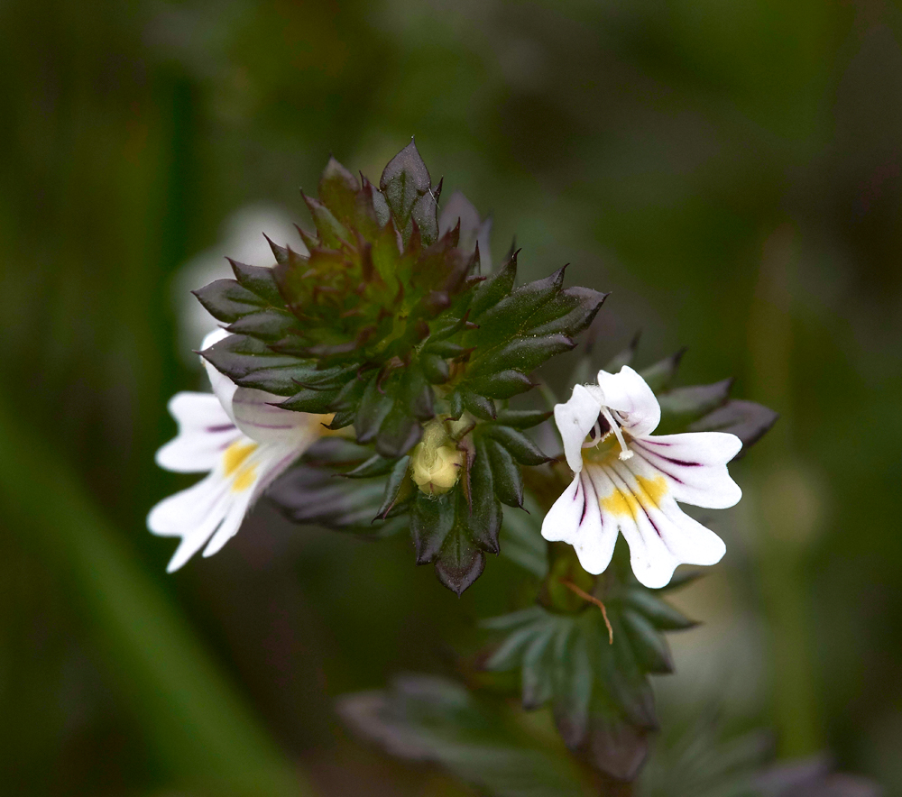 Eyebright230617-4