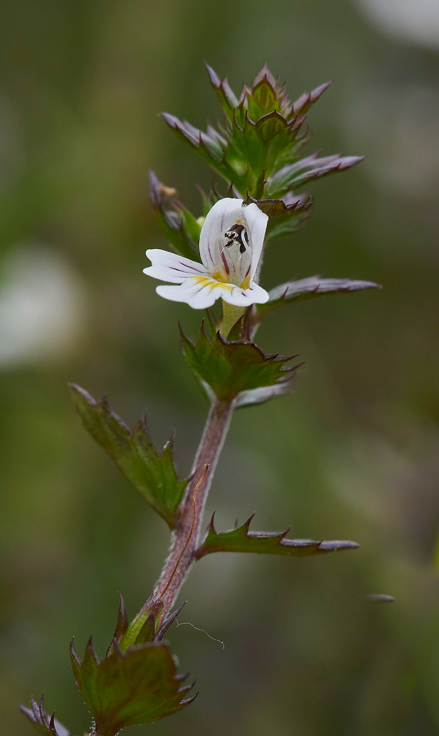 Eyebright230617-5