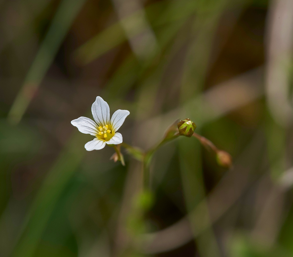 FairyFlax020617-1